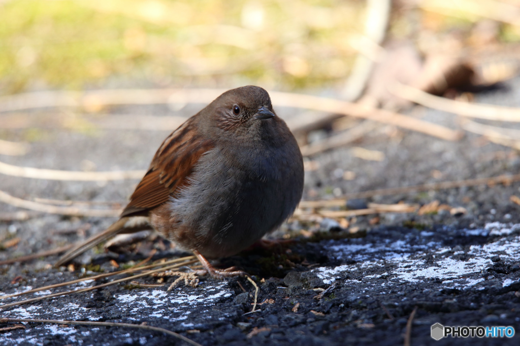 カヤクグリ