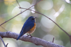 逆光のルリビタキ 逆光のルリビタキ