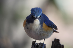 APS-C機でもルリビタキ