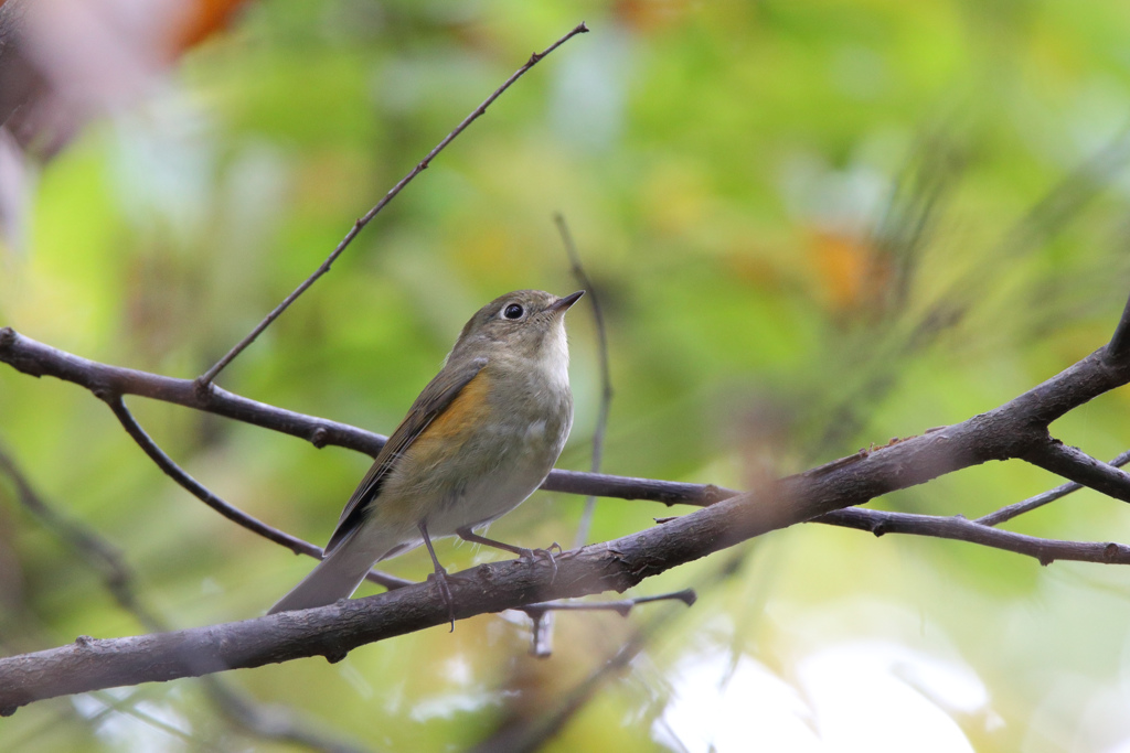 ルリビタキ（♀型）