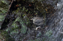 カワガラスの巣立ち雛（やや長秒）