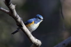 ルリビタキ ルリビタキ