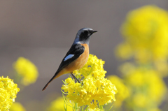 菜の花とジョウビタキ