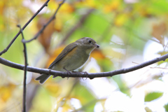 ルリビタキ（♀型）