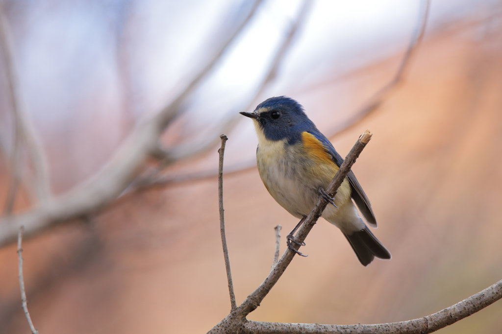 紅葉をバックにルリビタキ