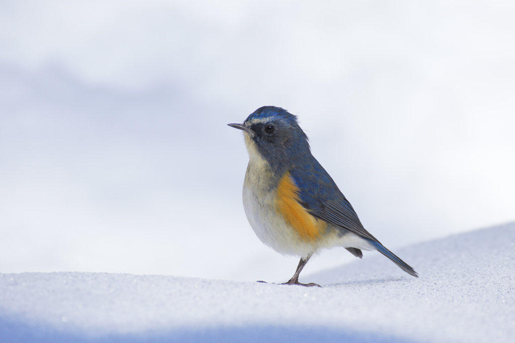 雪の日のルリビタキ 