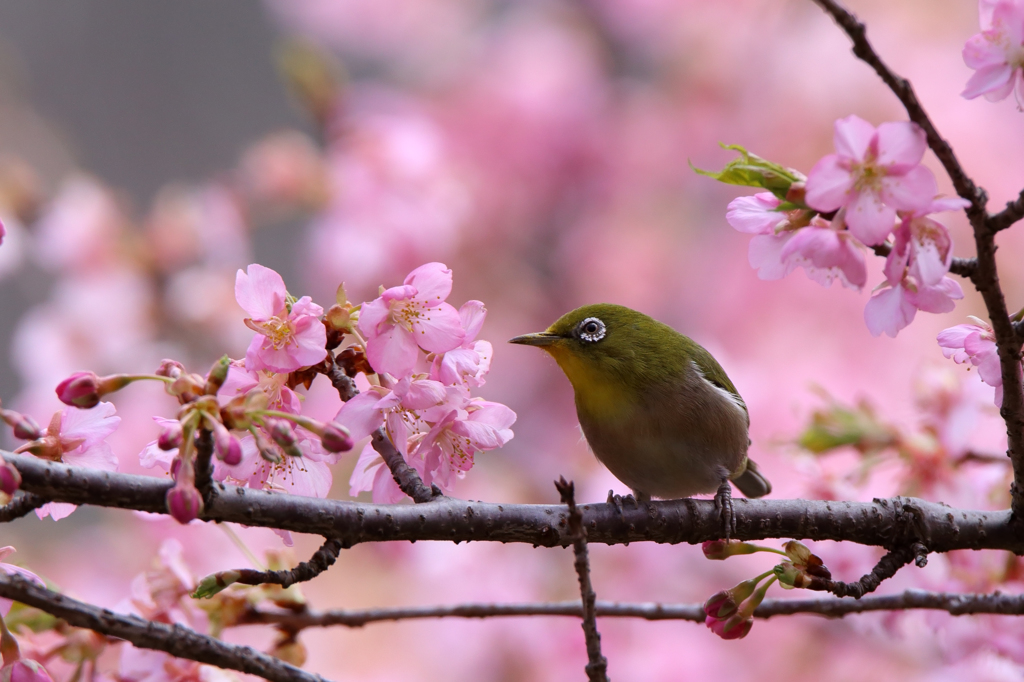 河津桜とメジロ