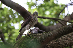 ツミ（幼鳥）と・・・・・・。