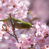 メジロと河津桜