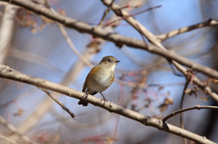 ルリビタキ（♀型）