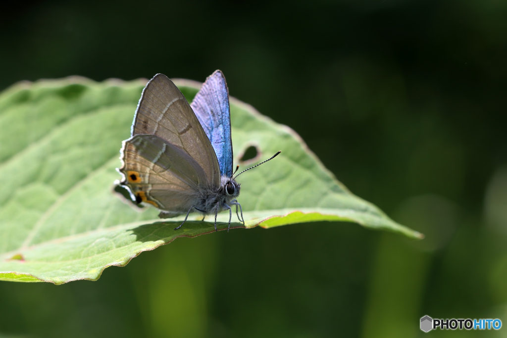 オオミドリシジミ