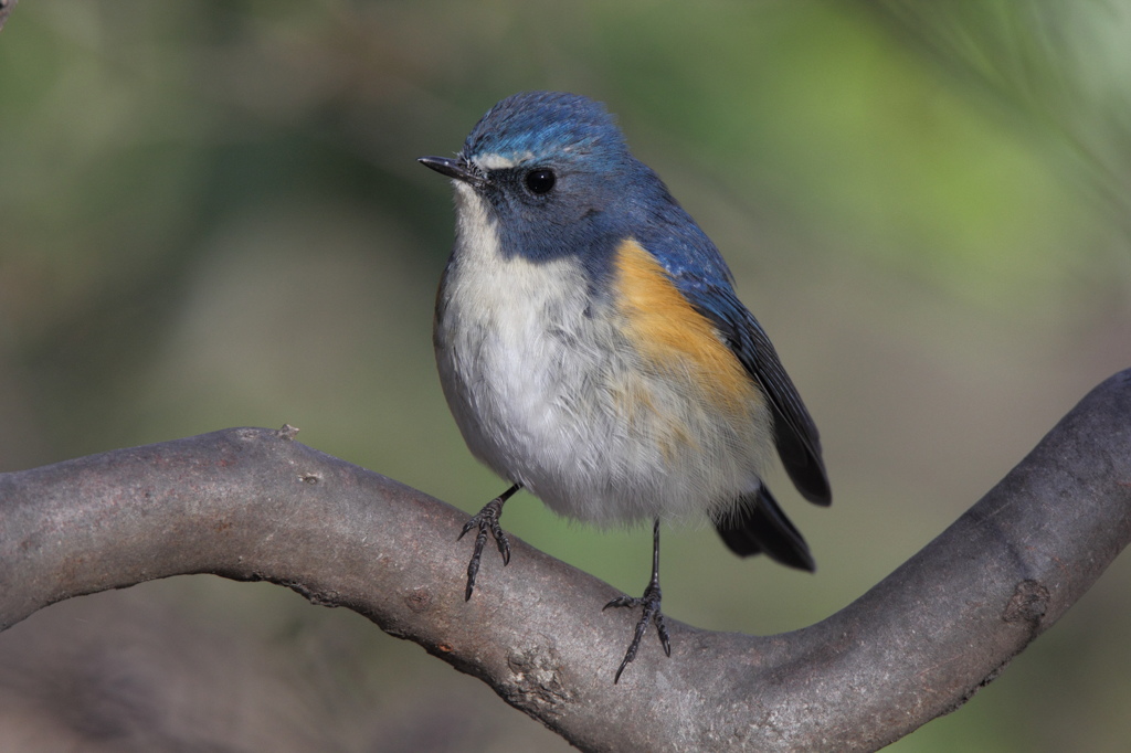 APS-C機でもルリビタキ