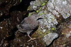 カワガラスの巣立ち雛（ほぼ最短）