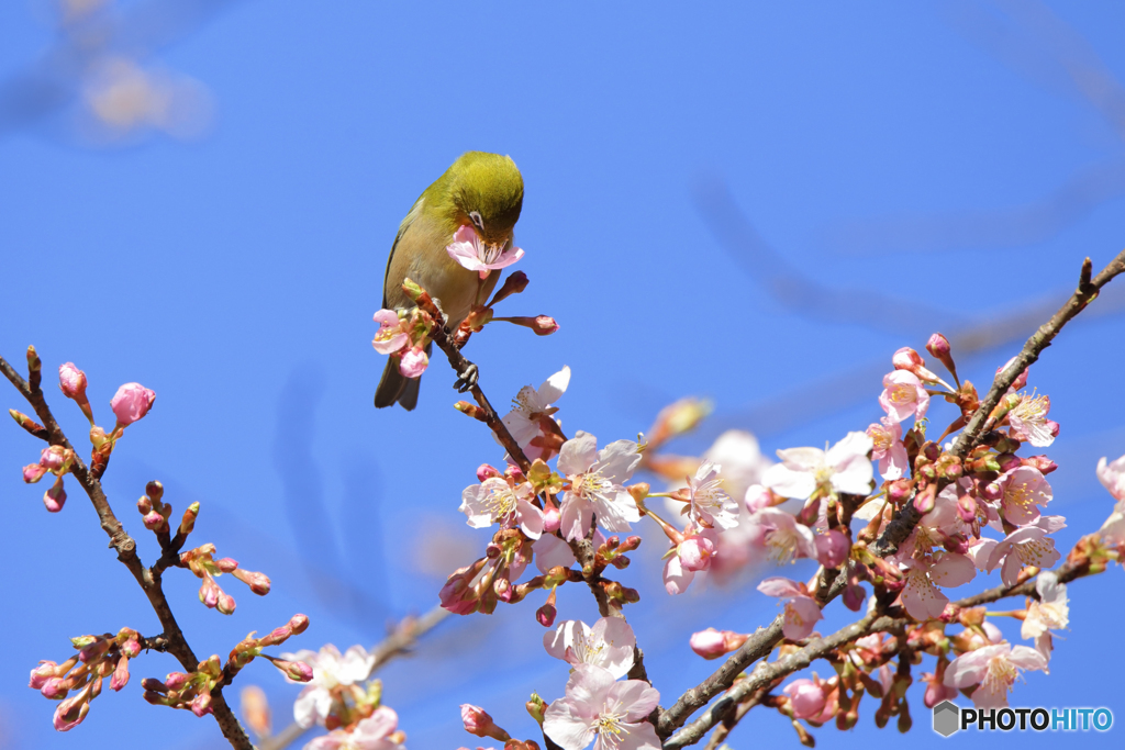 河津桜とメジロ