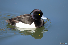 キンクロハジロ