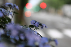 早朝の紫陽花（1）