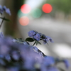 早朝の紫陽花（1）