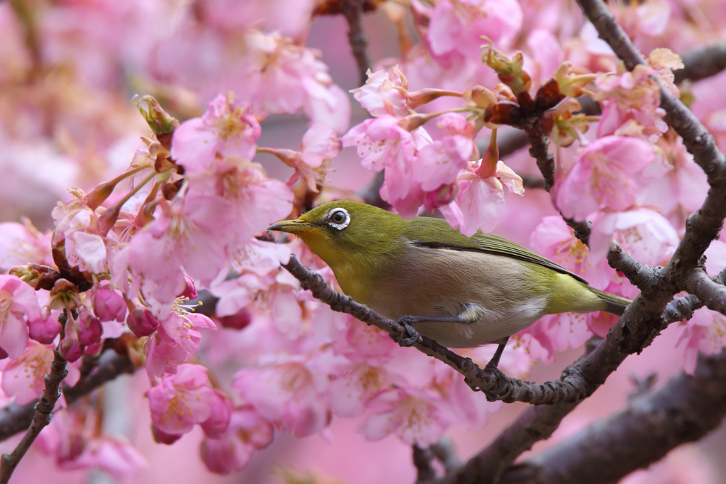 河津桜とメジロ