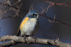 APS-C機でもルリビタキ