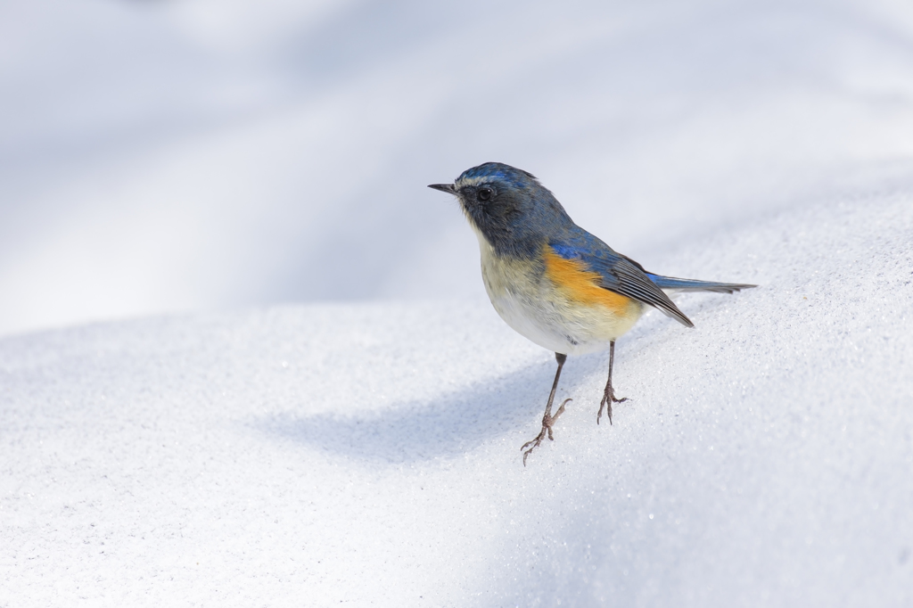 大雪とルリビタキ