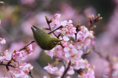 メジロと河津桜