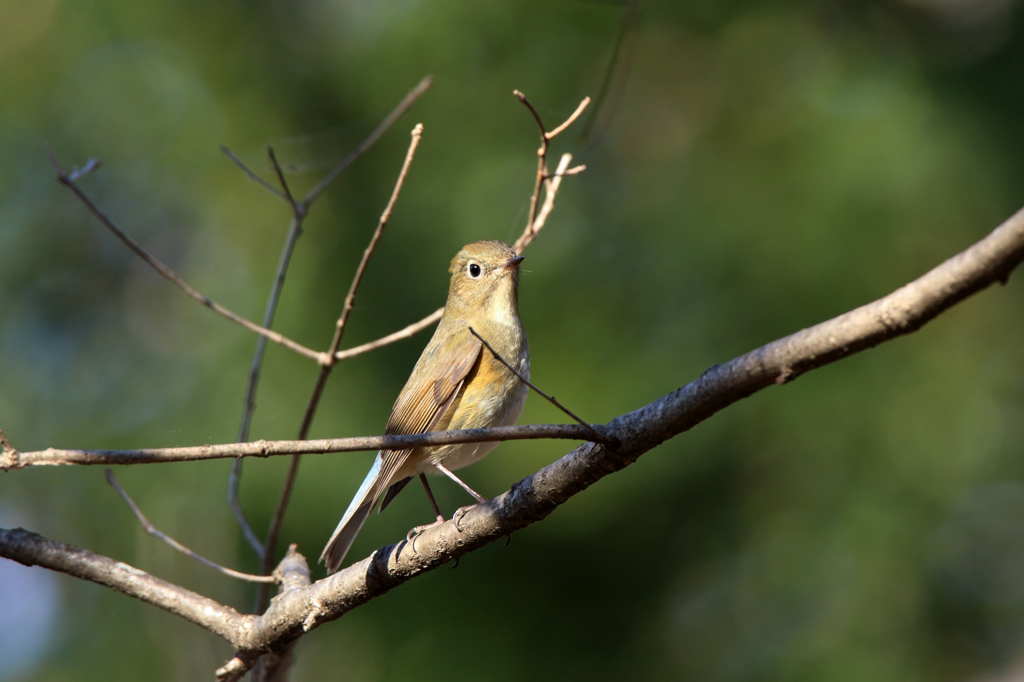 ルリビタキ（♀型）