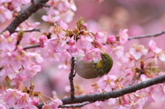 河津桜とメジロ