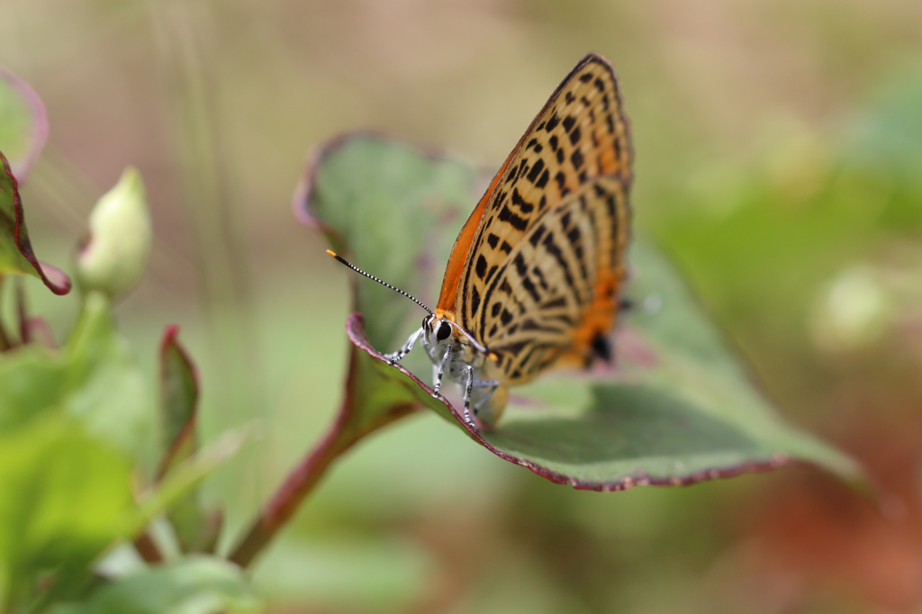 ウラナミアカシジミ