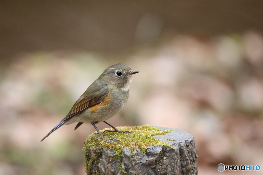 ルリビタキ（♀型）