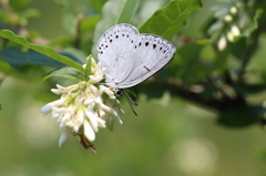 ウラゴマダラシジミ