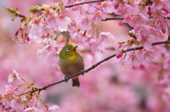 河津桜とメジロ