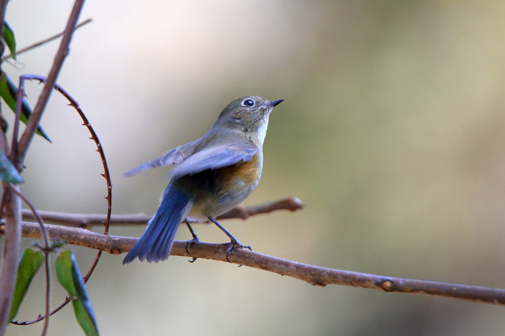 ルリビタキ♀型