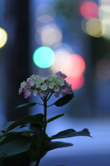 早朝の紫陽花（4）