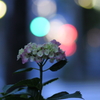 早朝の紫陽花（4）