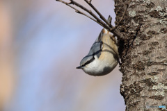 ゴジュウカラ