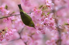 河津桜とメジロ