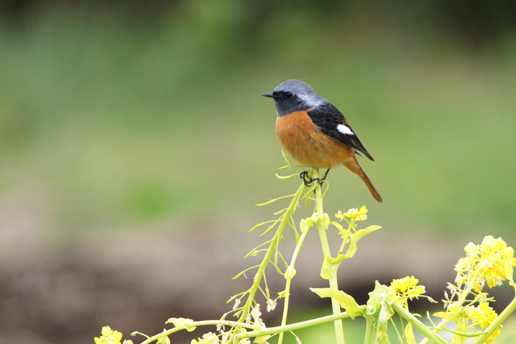 菜の花とジョウビタキ