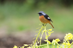 菜の花とジョウビタキ