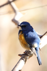 ルリビタキは、こう撮るのっ♪