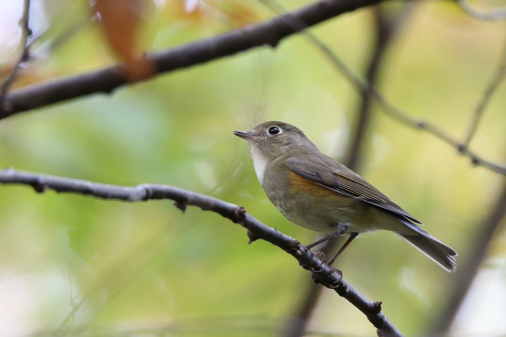 ルリビタキ（♀型）