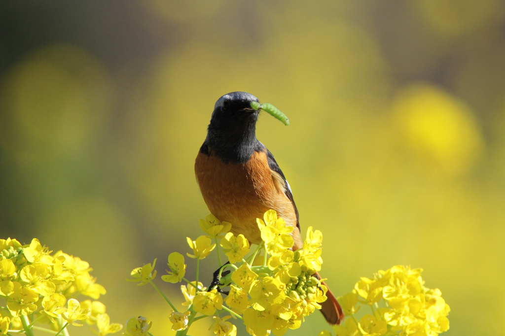 菜の花とジョウビタキ（＋青虫）