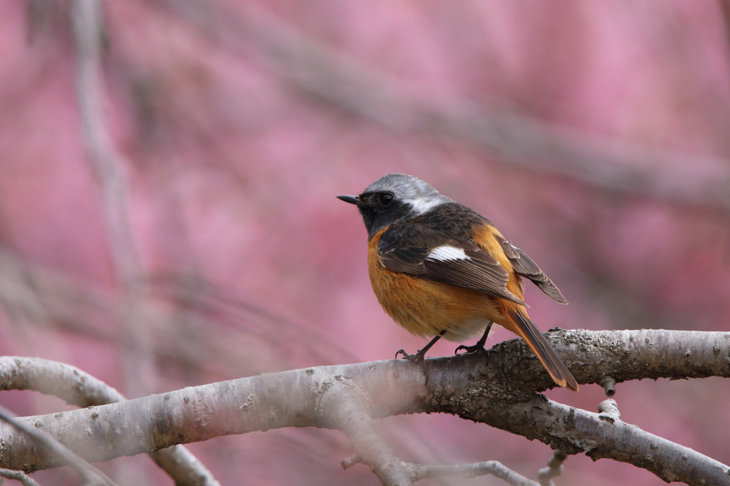 河津桜とジョウビタキ