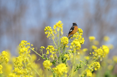 菜の花とジョウビタキ