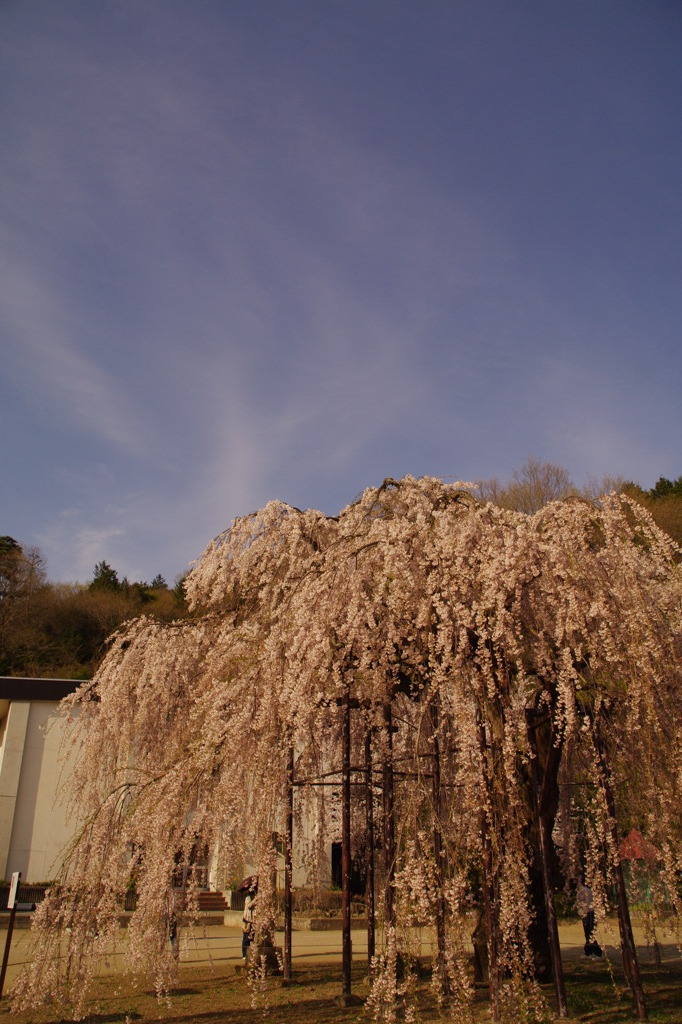 孝子桜