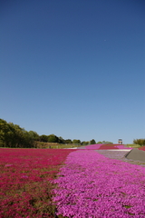 市貝芝桜