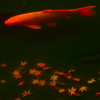 紅葉と漂う