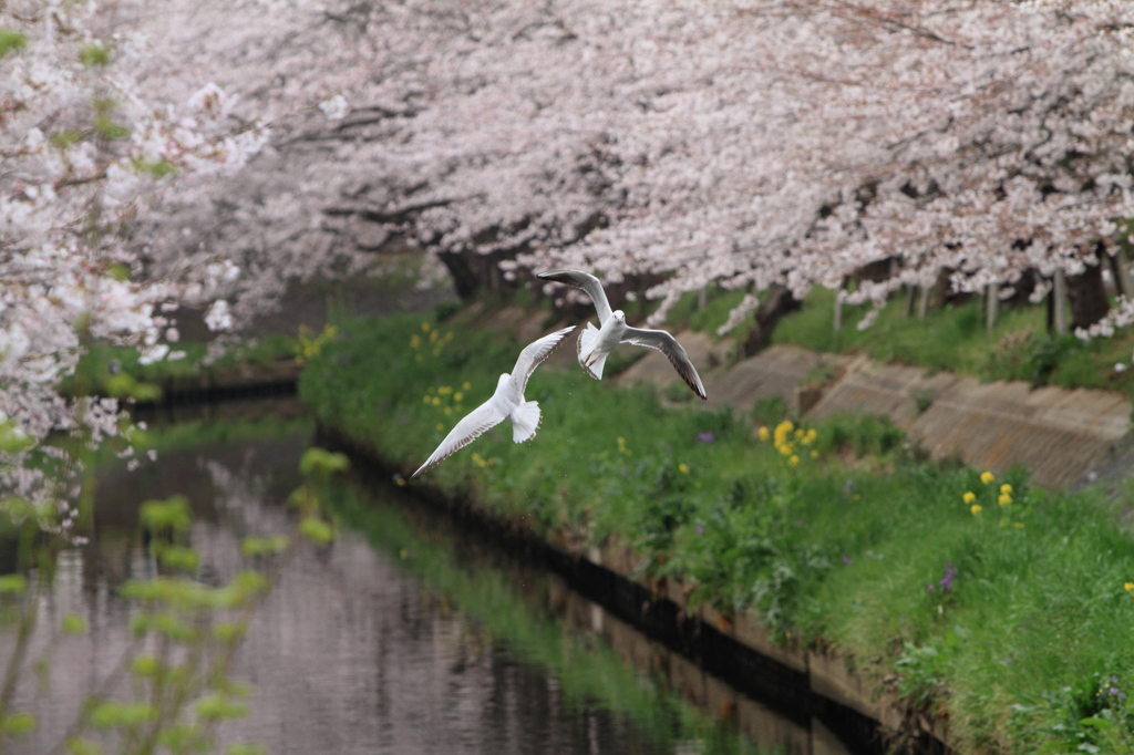 春を飛び回る