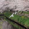 春を飛び回る