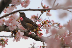桜に潜む鳥の名は？