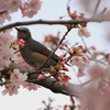 桜に潜む鳥の名は？